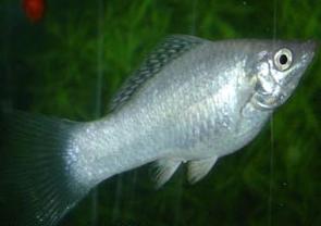 Akvaryum Balık Yetiştirme Mollies: Yetiştirme ve Bakım
