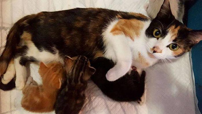 kediler neden yeni doğmuş yavrularını yiyorlar