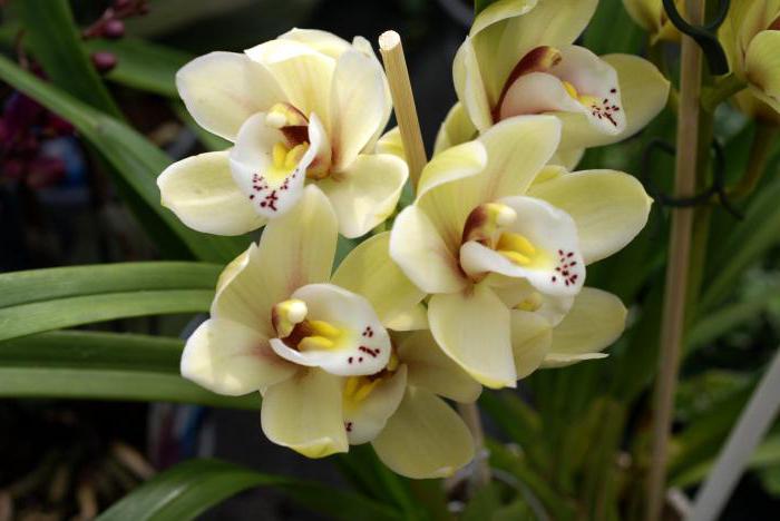 Orkide nerede büyür? Vahşi orkideler