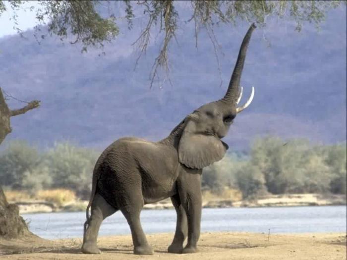 bir filin ne kadar yaşadığı